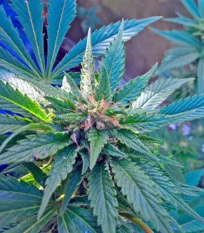 Diesel Seeds (Dinafem Seeds)