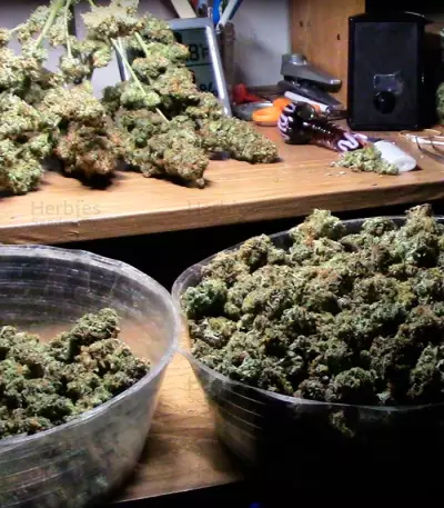Dizzy Lights Auto feminized seeds