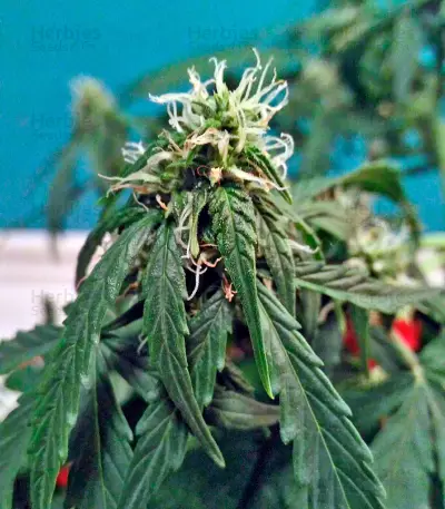 Fruit Punch Auto (Heavyweight Seeds)