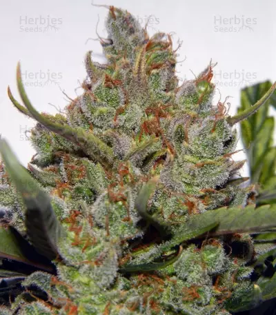 Green Crack Auto Seeds