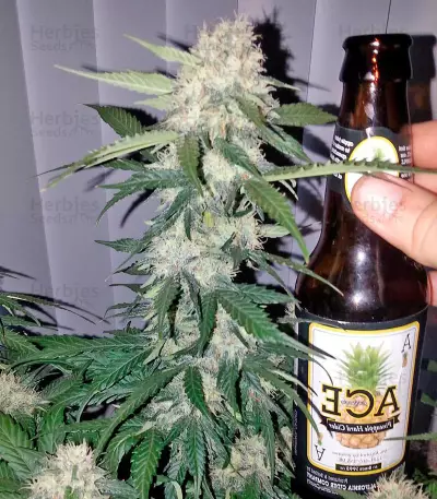 Hashchis Berry strain
