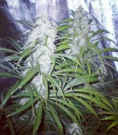 Graines de cannabis ICE (Female Seeds)