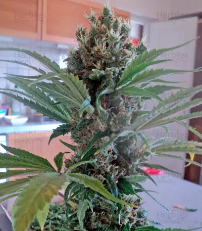 OG Kush regular (Humboldt Seeds Organization)
