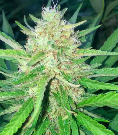 Sugar Candy Seeds (Delicious Seeds)