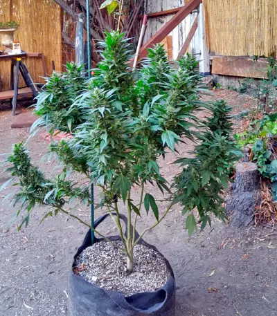 Sour Diesel Auto feminized seeds