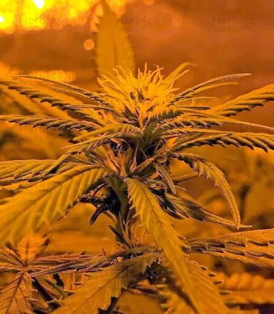 Sweet Deep Grapefruit Seeds