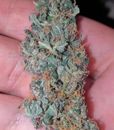 Sweet Soma Seeds