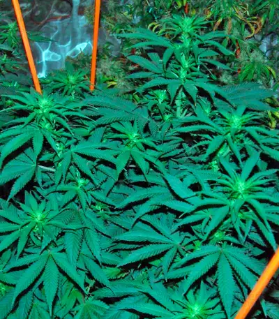 Venus Flytrap feminized seeds