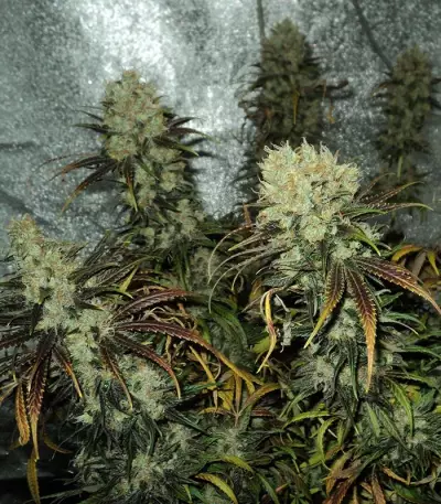 Y Griega feminized seeds