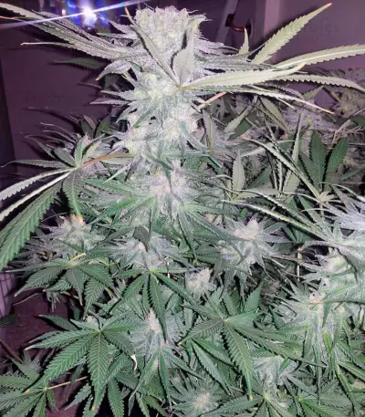 Alaskan Ice Seeds