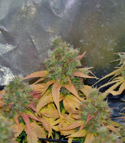 Cream Mandarine XL Auto Seeds