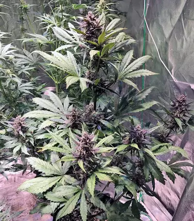 Semi femminizzati Devil Cream Auto