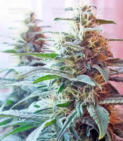 Ladyburn 1974 Seeds