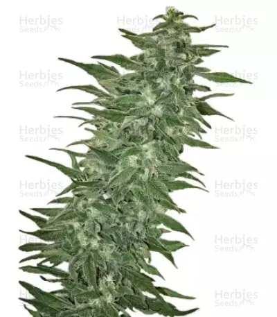Rishi Kush regular (Mandala Seeds) Cannabis-Samen