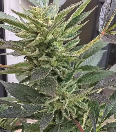 Graines de cannabis Buddha Kraken (Buddha Seeds)