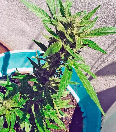 Afghan Kush Ryder Auto strain