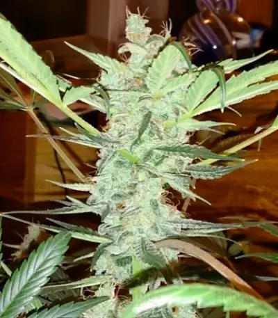 Auto AK (Female Seeds)