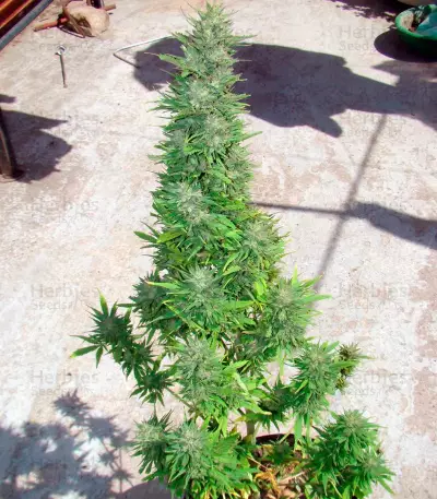Auto Durban Poison Seeds