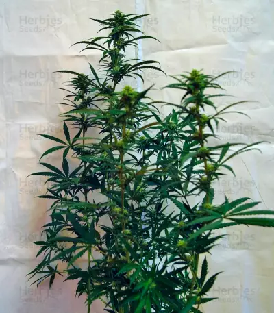 Semi femminizzati di Bad Azz Kush
