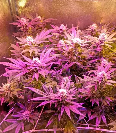 Chocolate Cream Seeds