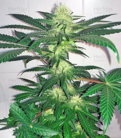 Critical Kush Auto/Critical Rapido Auto (Barney's Farm)