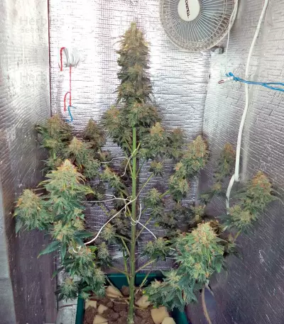 Night Queen feminized seeds