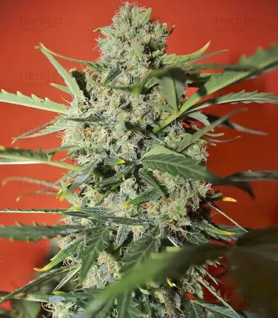 Northern Express Auto feminized seeds