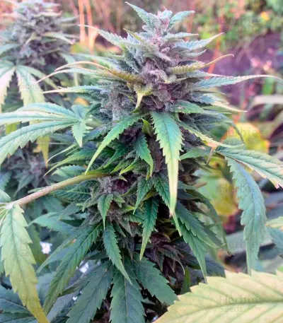 Orange Hill Special feminized seeds