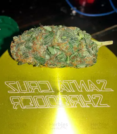 Kiss (Kannabia Seeds)