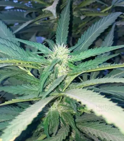 Sugar Candy Seeds (Delicious Seeds)