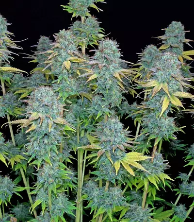 Serious Happiness Seeds