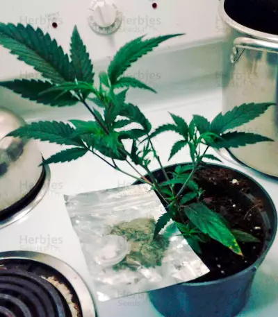 Semi femminizzati Supreme Durban CBD