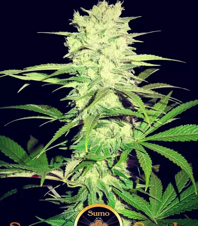 Graines de cannabis Thunderstruck (Sumo Seeds)