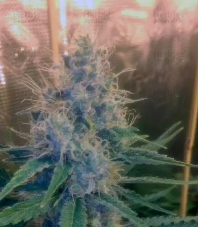Cream Mandarine F1 Fast Version feminized seeds