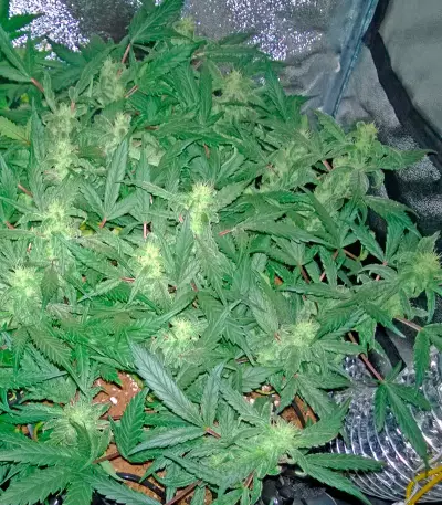 Deep Cheese Seeds