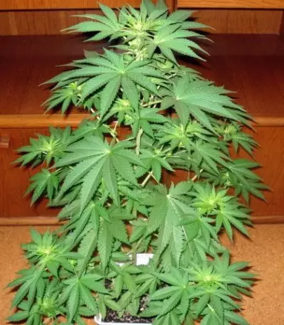 Jack La Mota Seeds