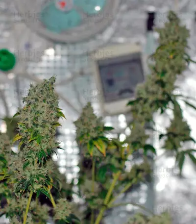 K-Train feminized seeds