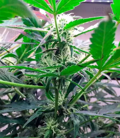 Graines de cannabis Lemon OG Haze Auto (Nirvana Seeds)