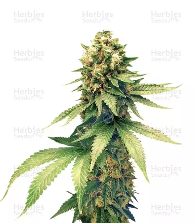Graines de cannabis Swiss Cheese regular (Nirvana Seeds)