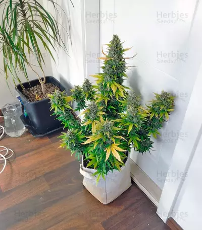 Super Bud (GHS)