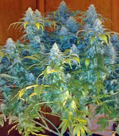 Afrodite cannabis strain