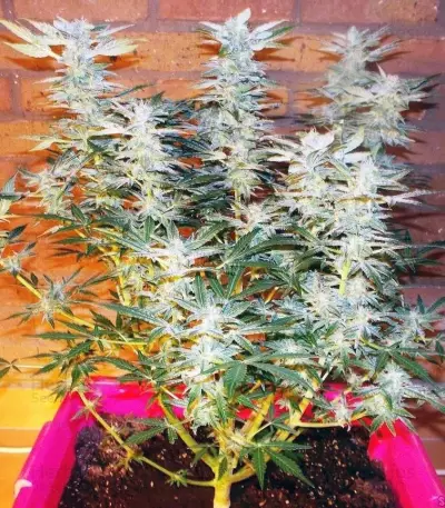 Graines de cannabis Amnesia Haze Automatic (RQS)