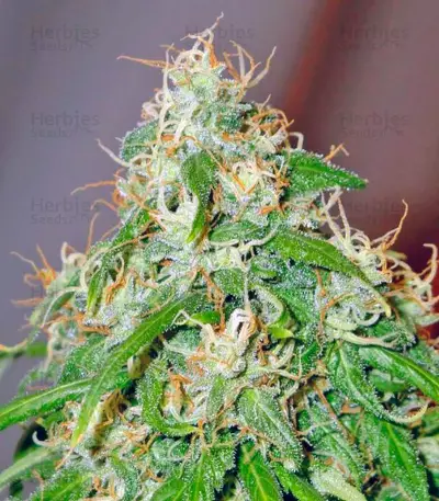 Arjan's Ultra Haze #2 (Mango Haze AUH#2) (GHS)