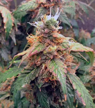 Auto Euforia (Dutch Passion)