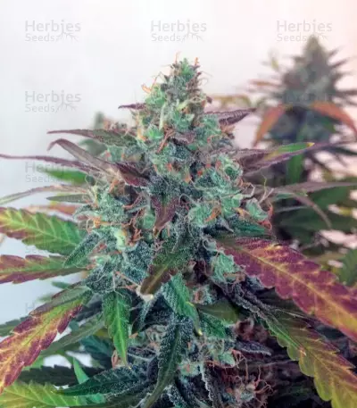 Auto Frisian Dew Seeds