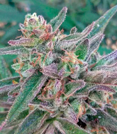 Black D.O.G. feminized seeds
