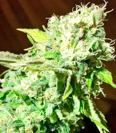 Critical Jack Seeds