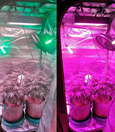 Jock Horror Automatic Seeds