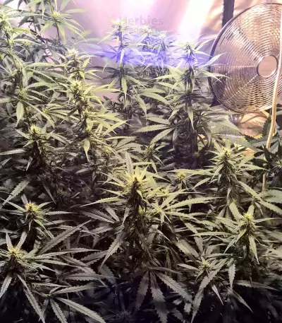 Semi femminizzati di Lemon Kush (Semi femminili)