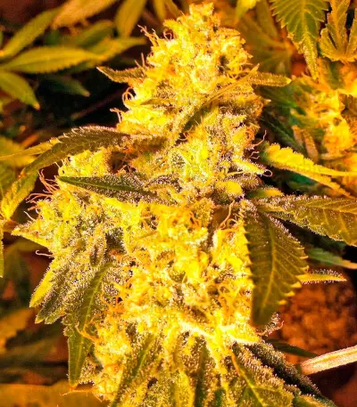 Lemon Thai Kush Seeds